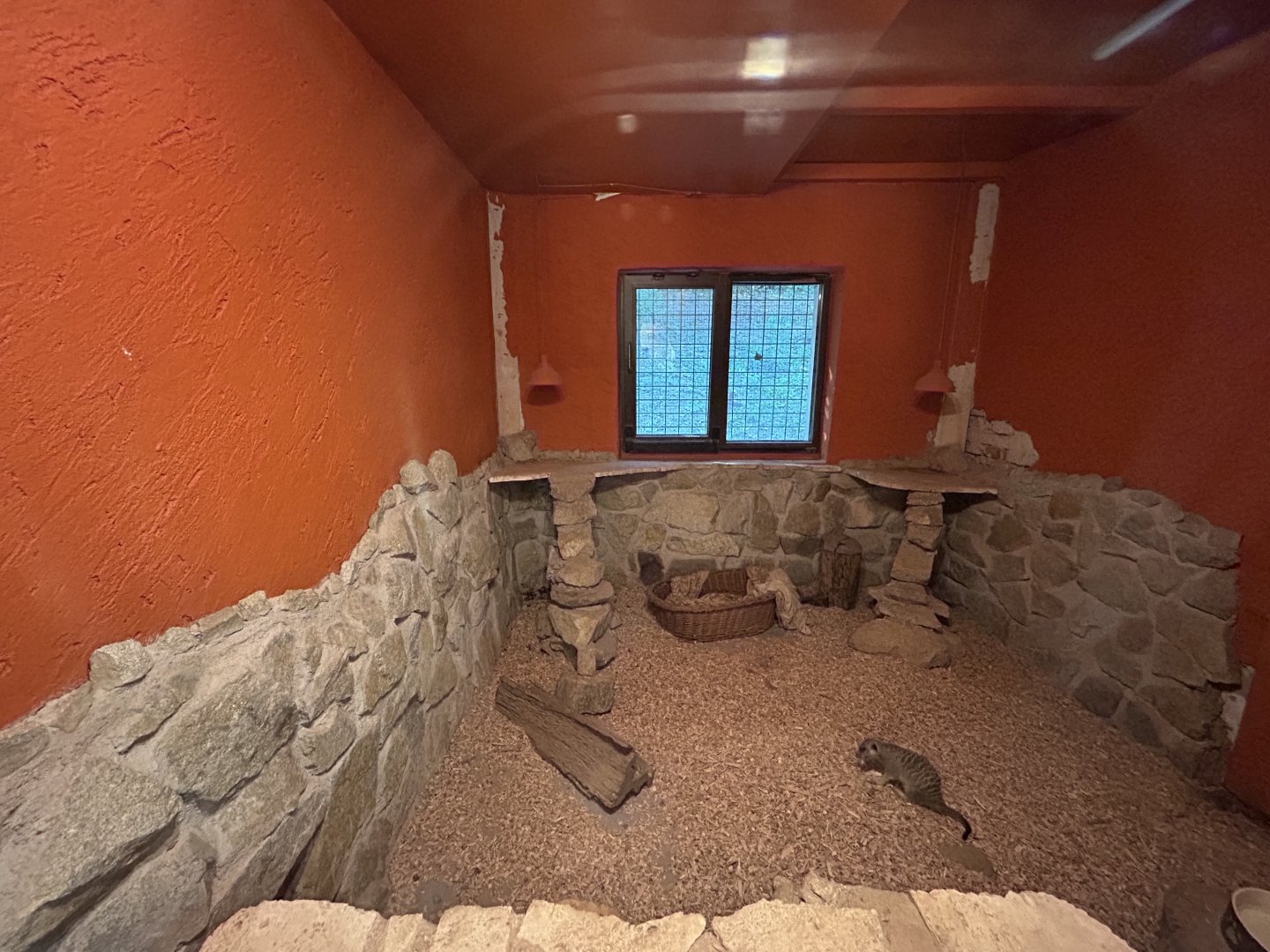 Indoor Meerkat Exhibit