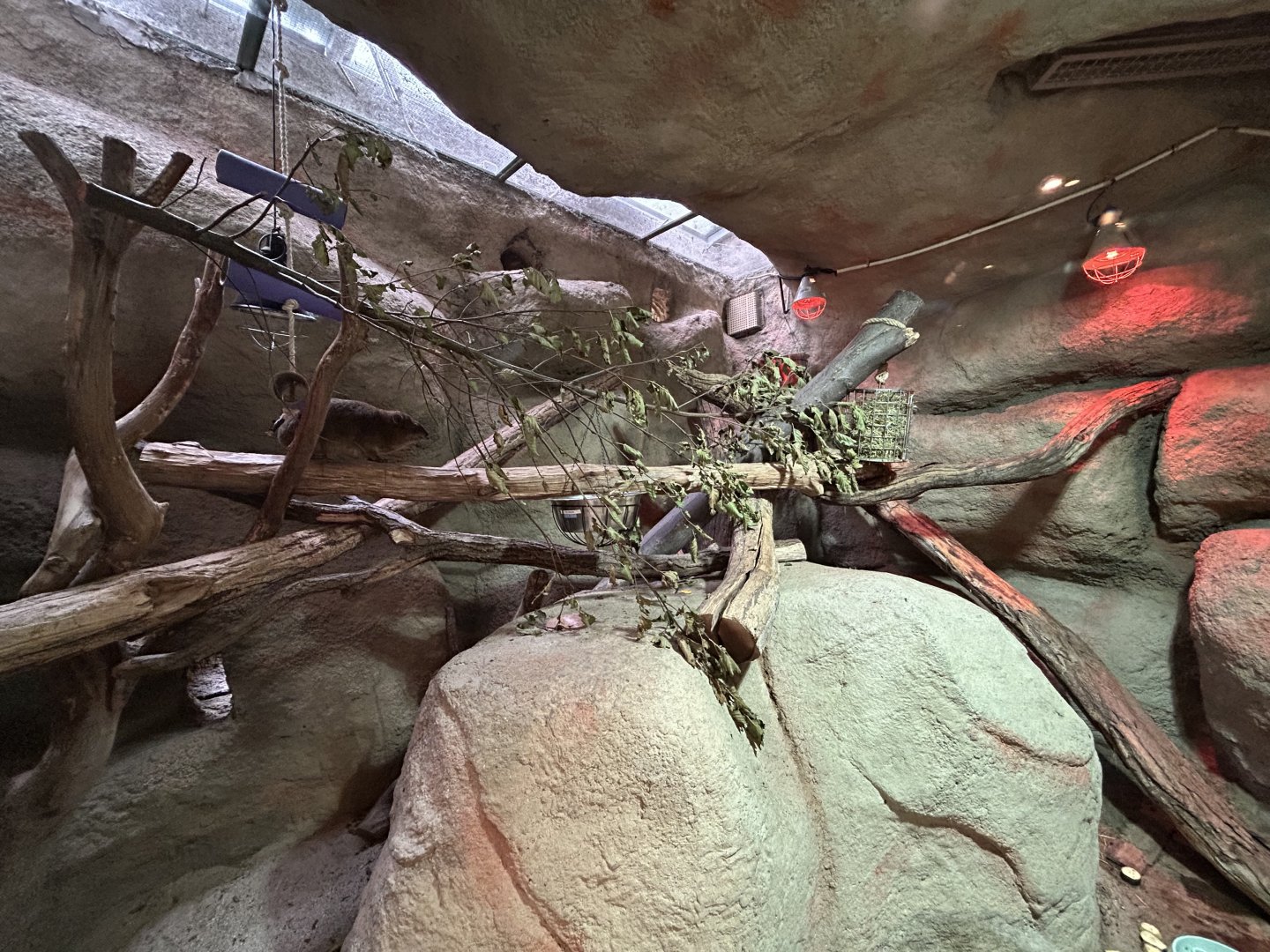 Indoor Meerkat & Rock Hyrax Exhibit