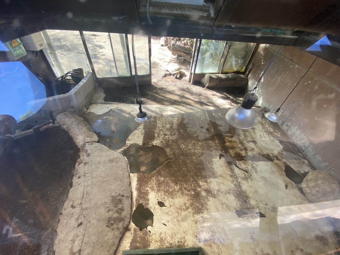 Indoor mixed tortoise enclosure