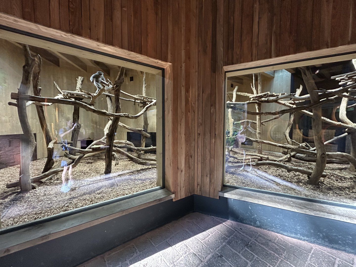 Indoor Moloch’s Gibbon Exhibit