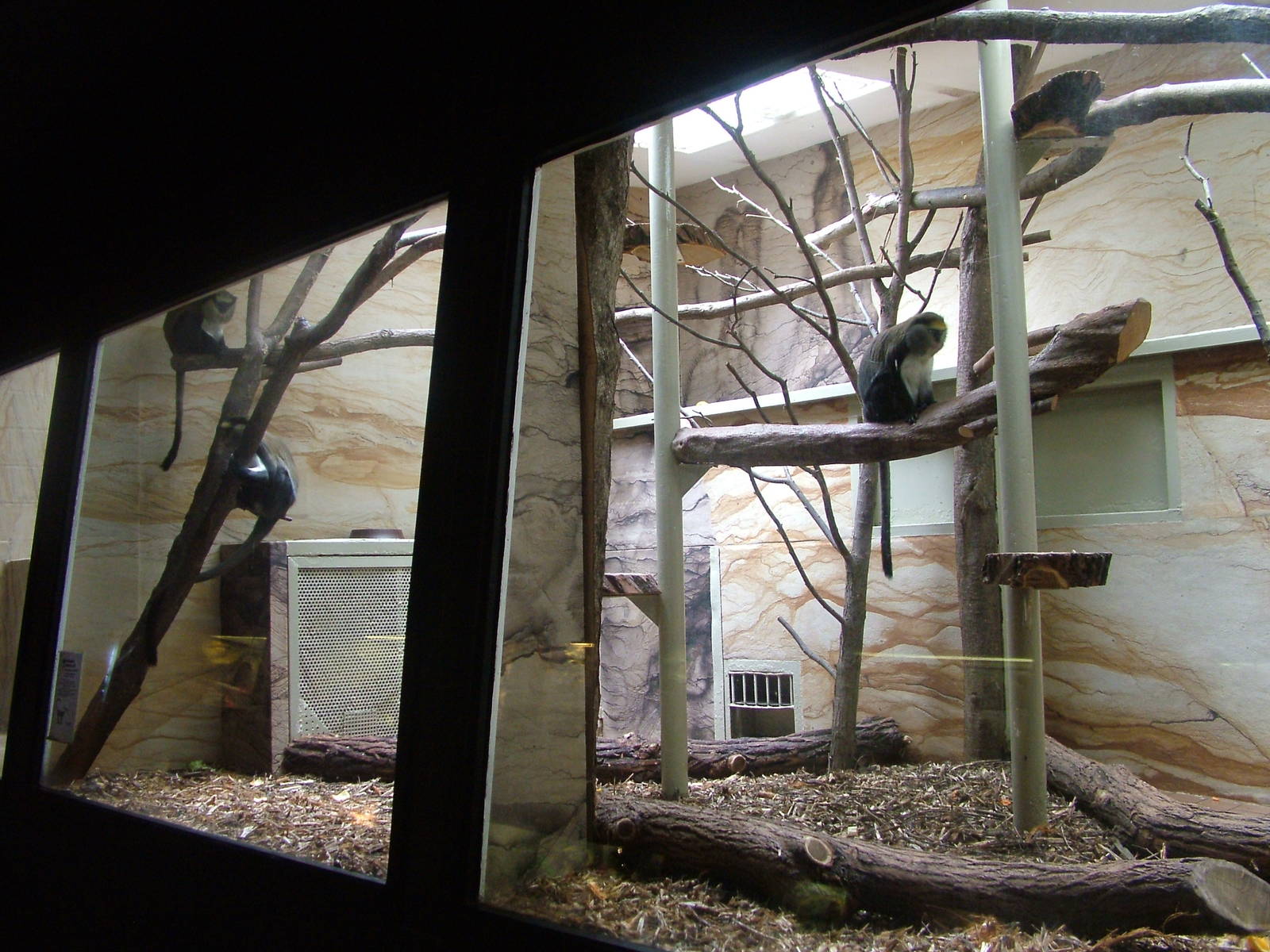 Indoor Monkey exhibit at Jihlava, 31/05/10