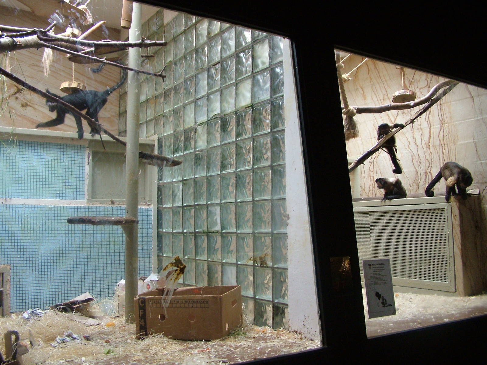 Indoor Monkey Exhibits at Jihlava, 31/05/10