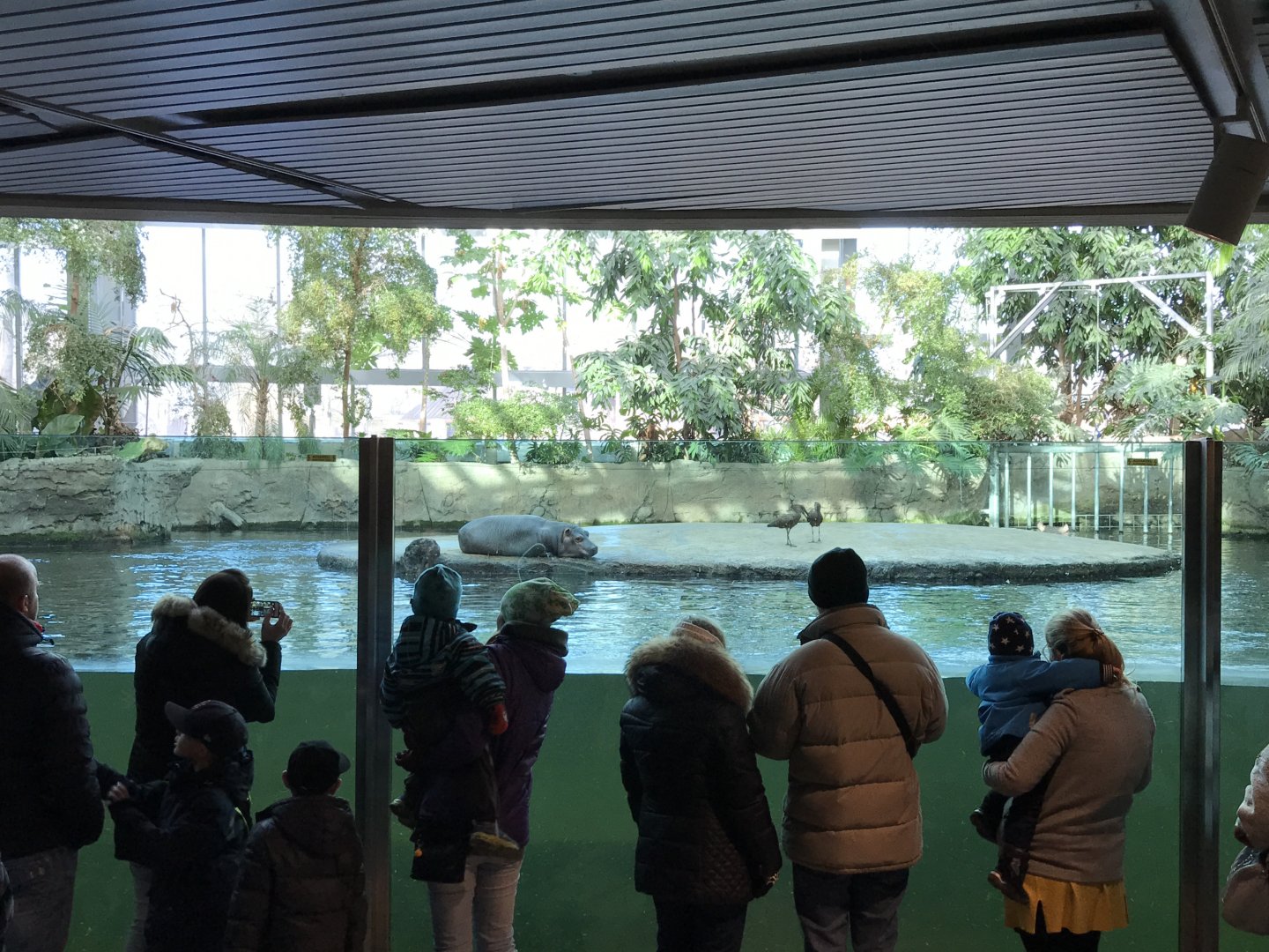 Indoor nile hippo enclosure