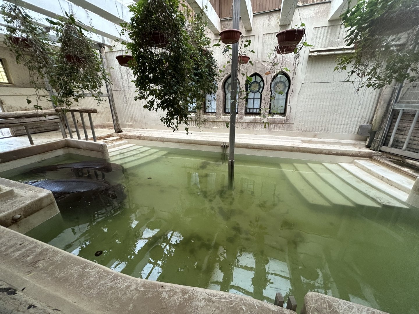 Indoor Nile Hippo Exhibit - Elephant House