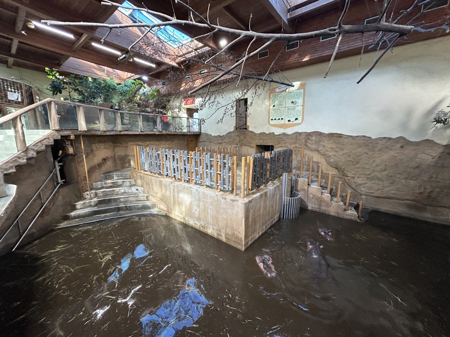 Indoor Nile Hippo Exhibit - Tanganyika House