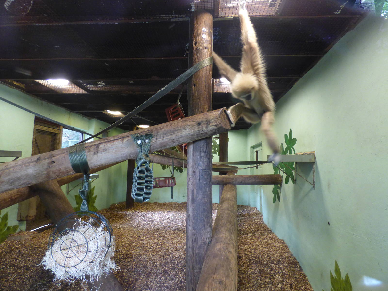 Indoor of Lar Gibbon Enclosure