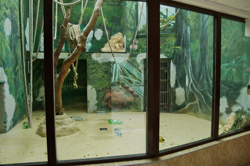 Indoor of orang-outans