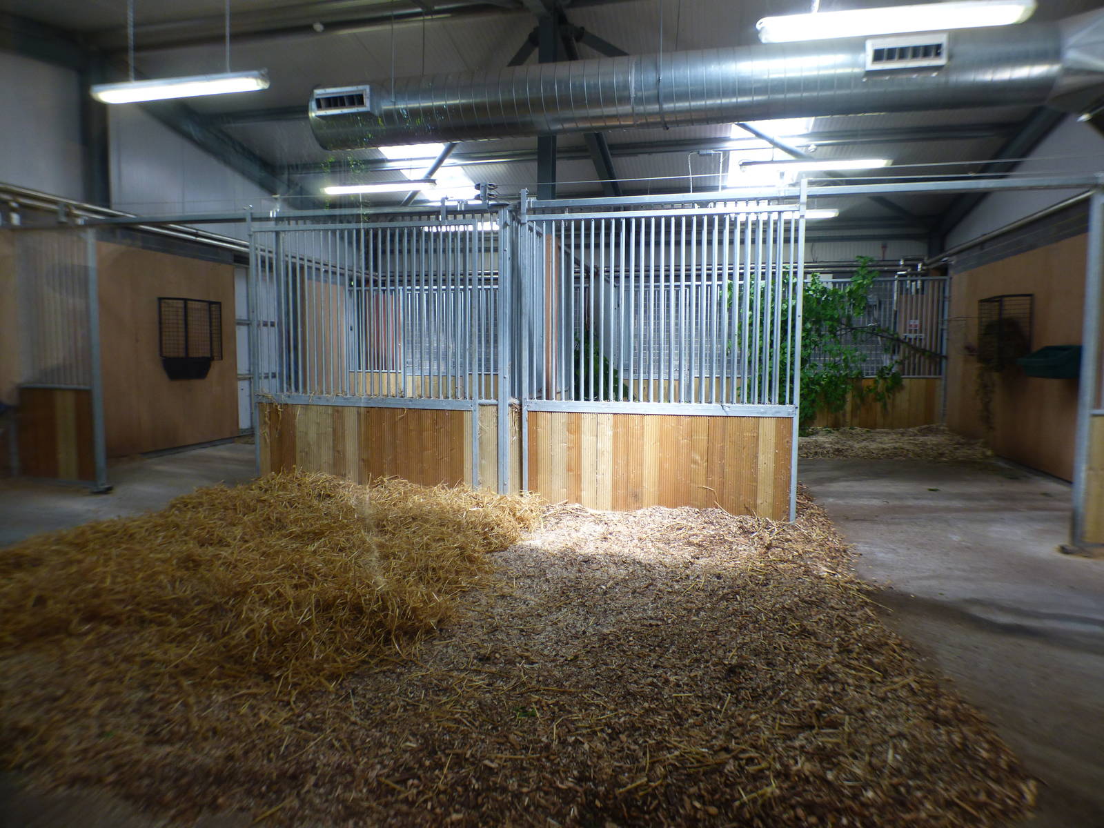 Indoor Okapi Enclosure