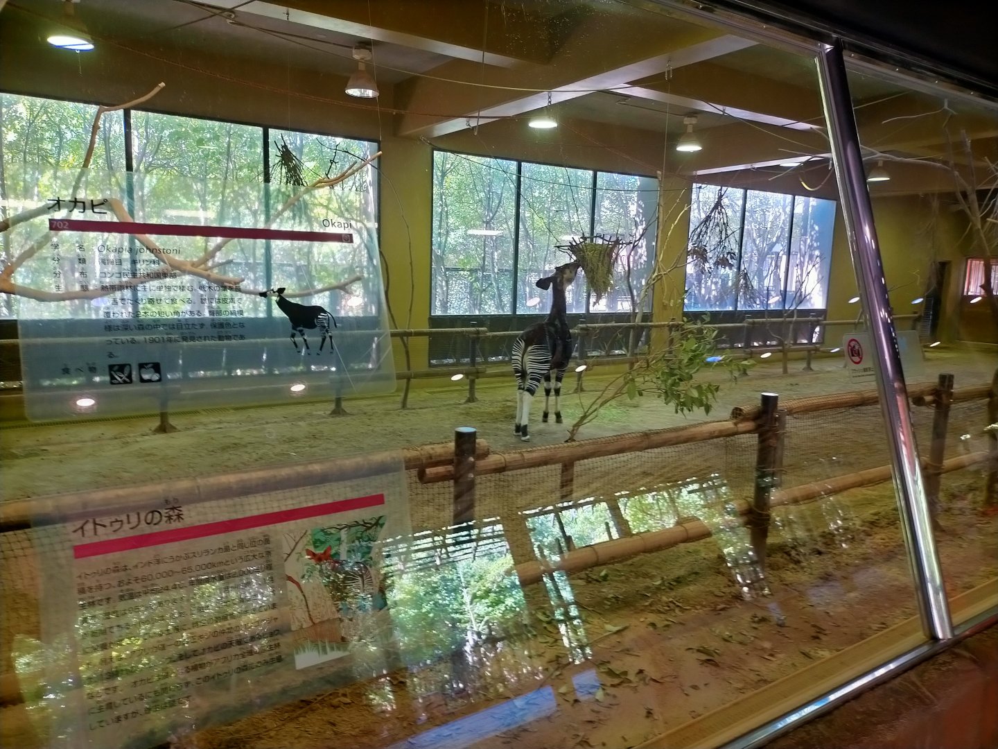 Indoor okapi exhibit