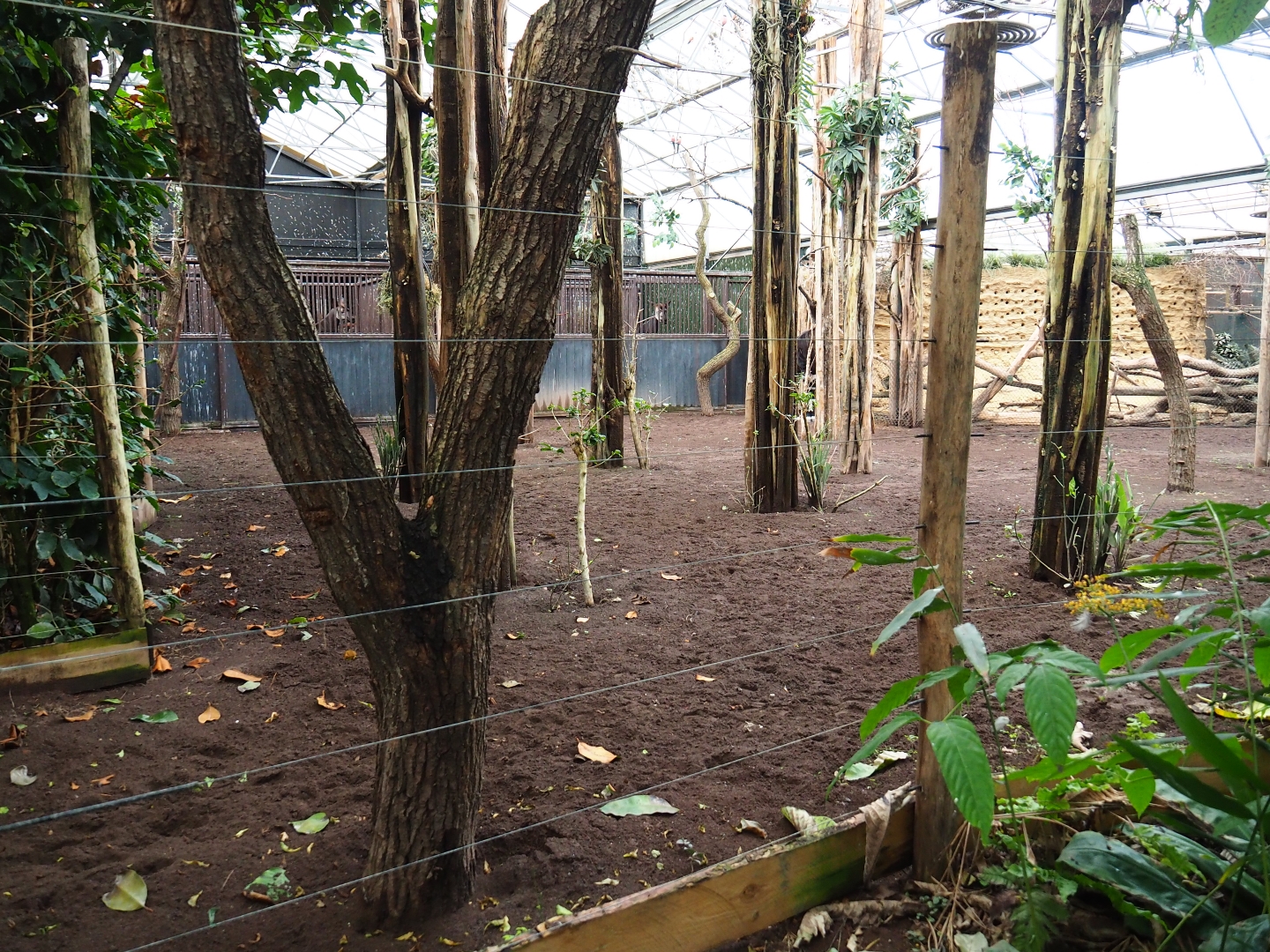 Indoor okapi paddocks (Nov 10th, 2018)