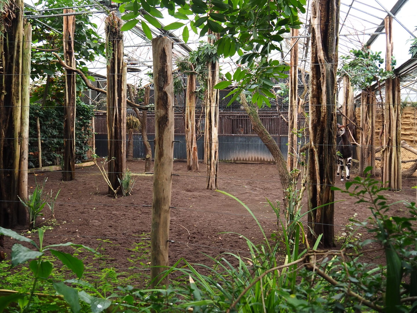 Indoor okapi paddocks (Nov 10th, 2018)