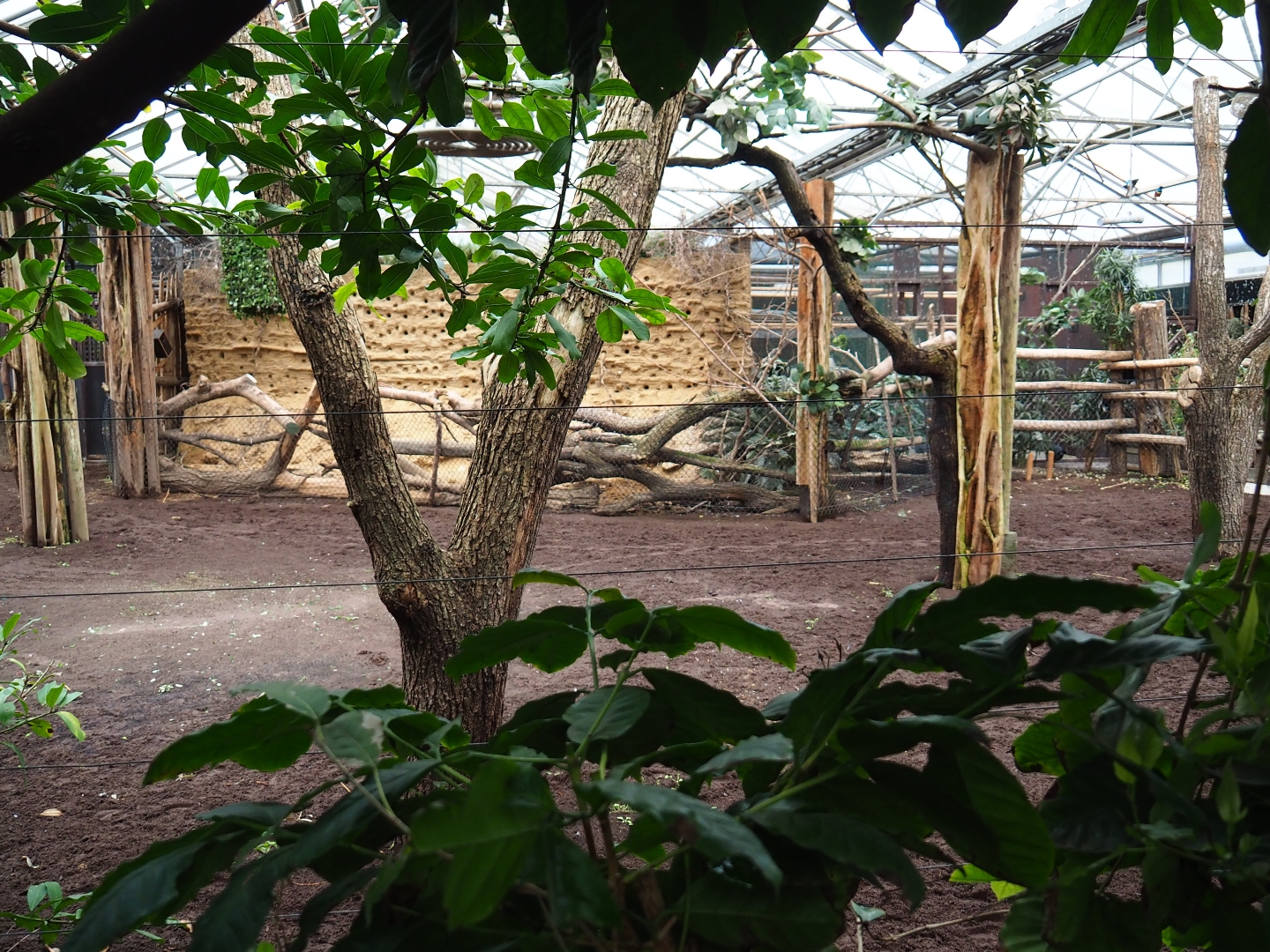 Indoor okapi paddocks (Nov 10th, 2018)