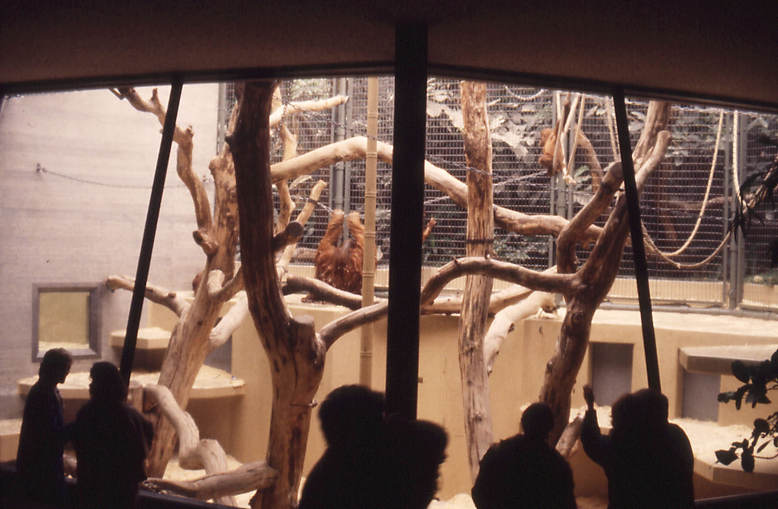 Indoor Orang exhibit