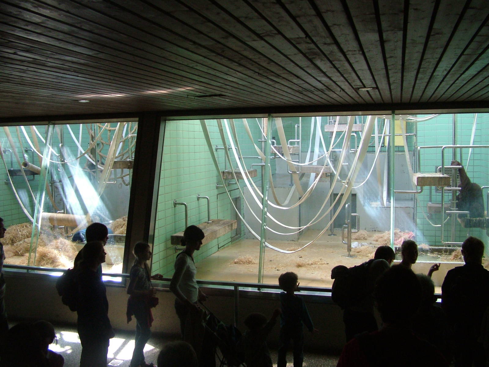 Indoor Orang-Utan Exhibit at Wilhelma, Stuttgart 02/09/10