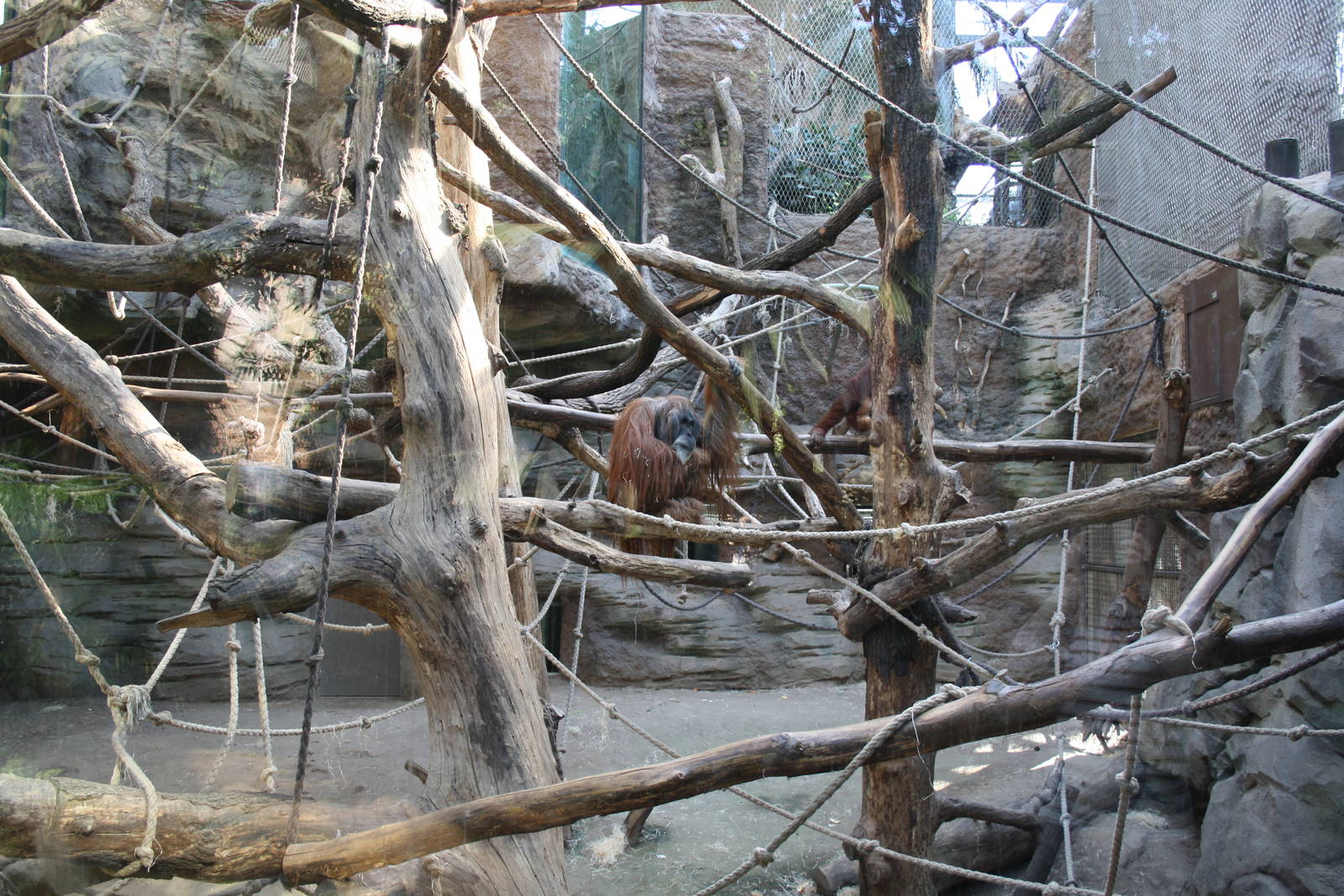 Indoor orangutan area - 4 June 2010
