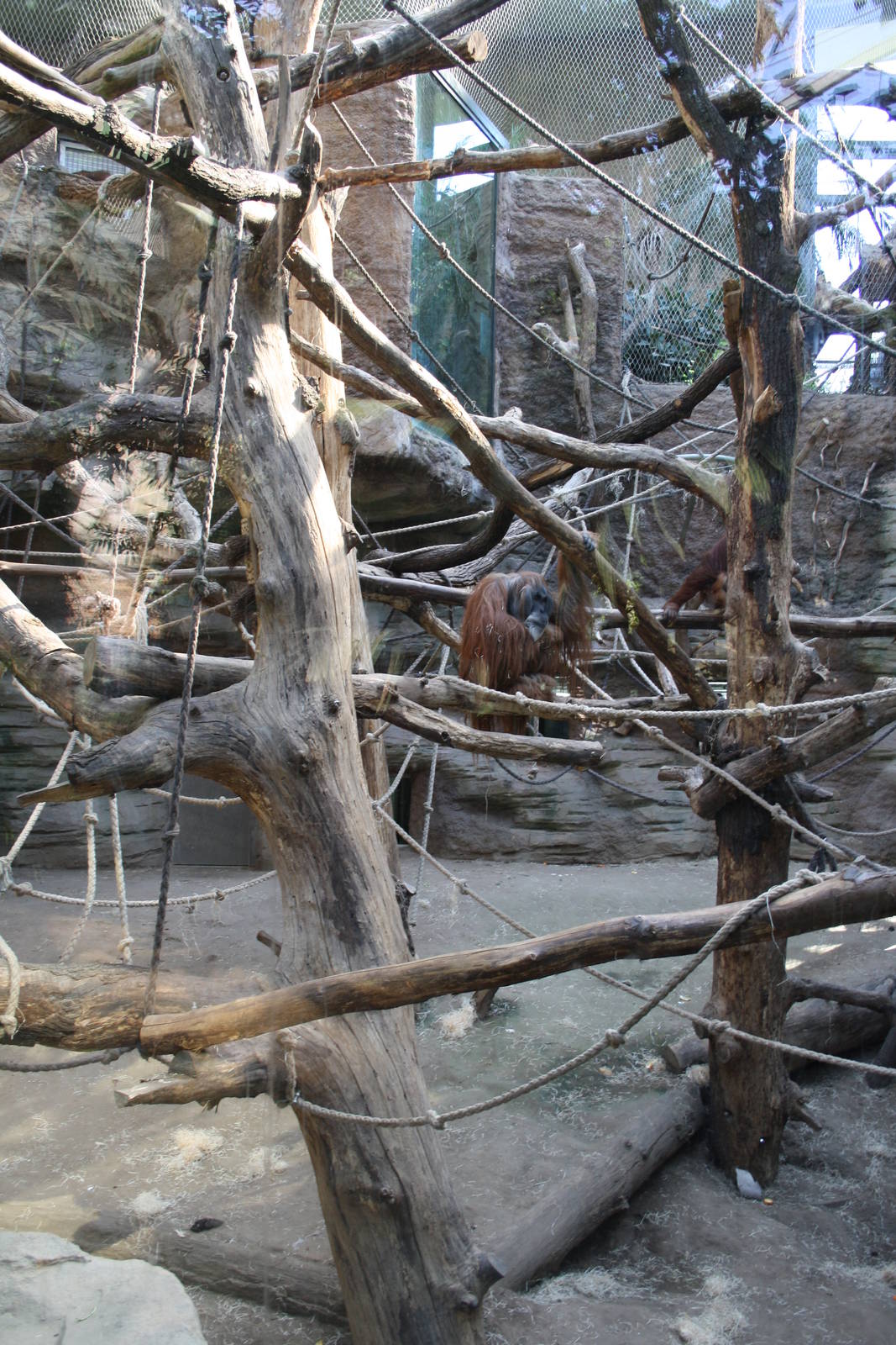 Indoor orangutan area - 4 June 2010