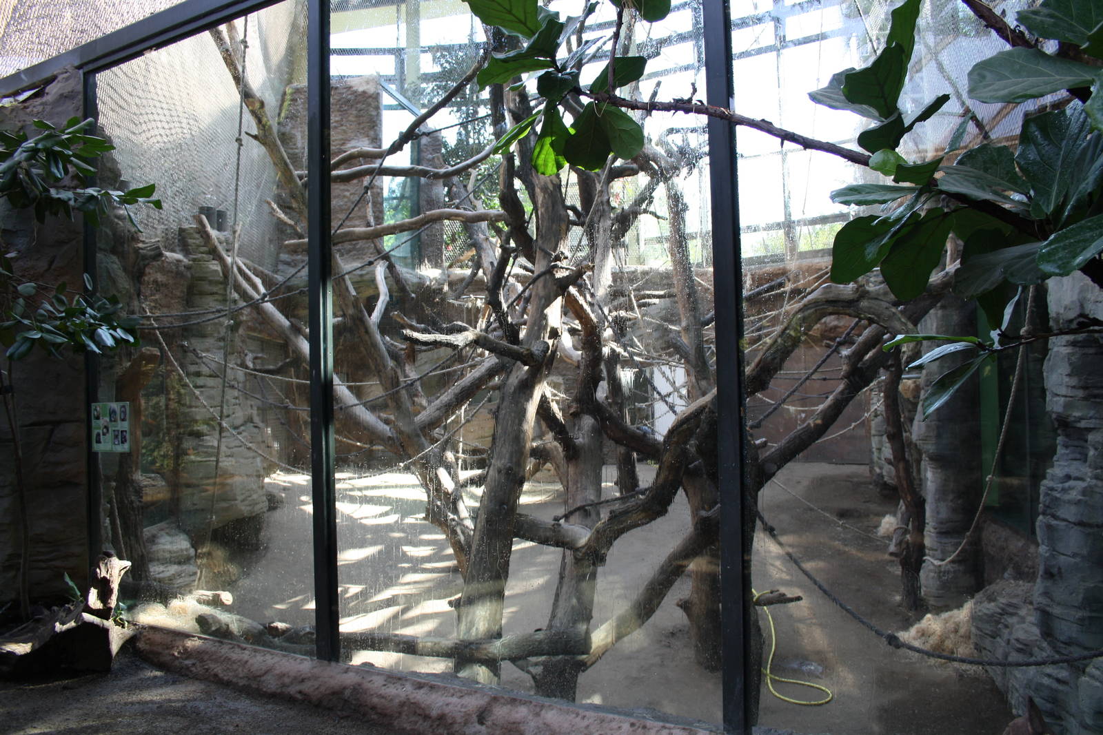 Indoor orangutan area - 4 June 2010