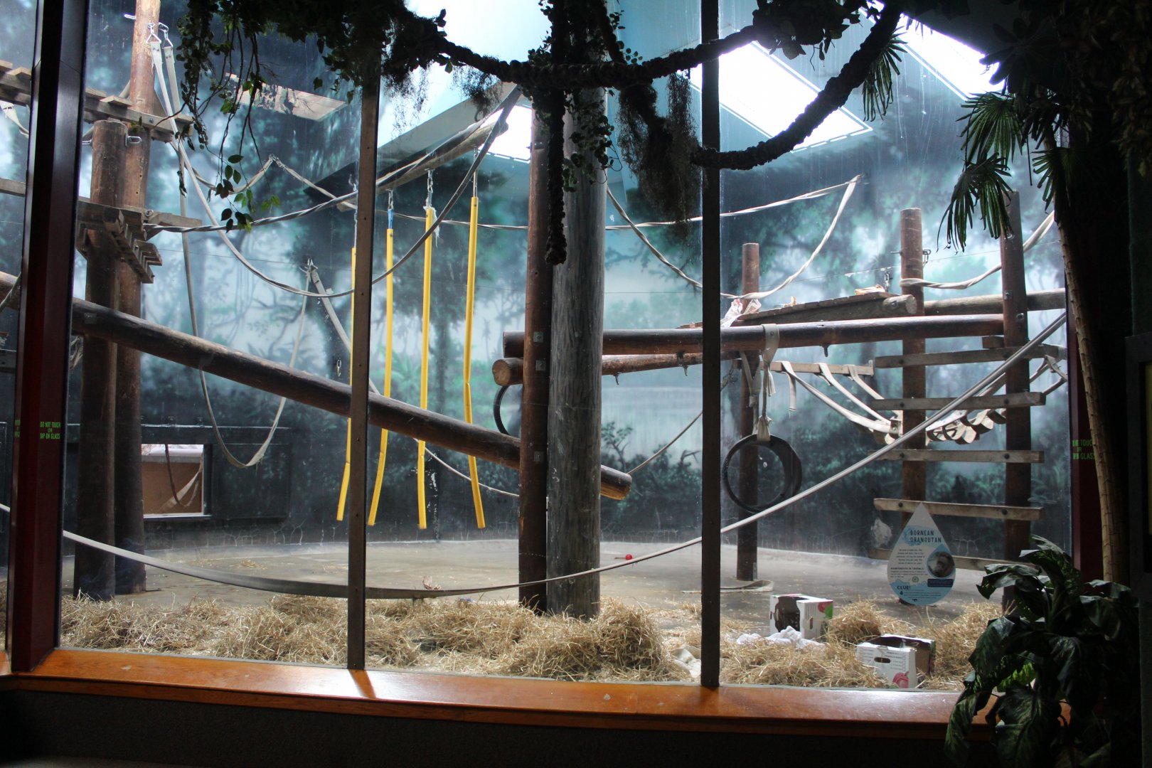 Indoor Orangutan Exhibit - Primate House