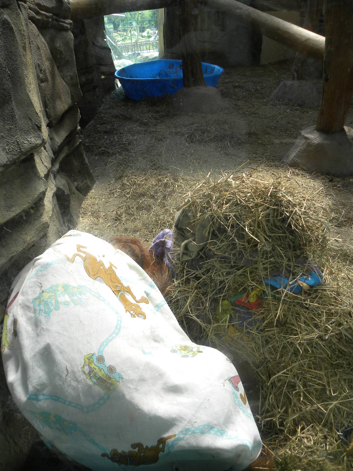 Indoor Orangutan Exhibit