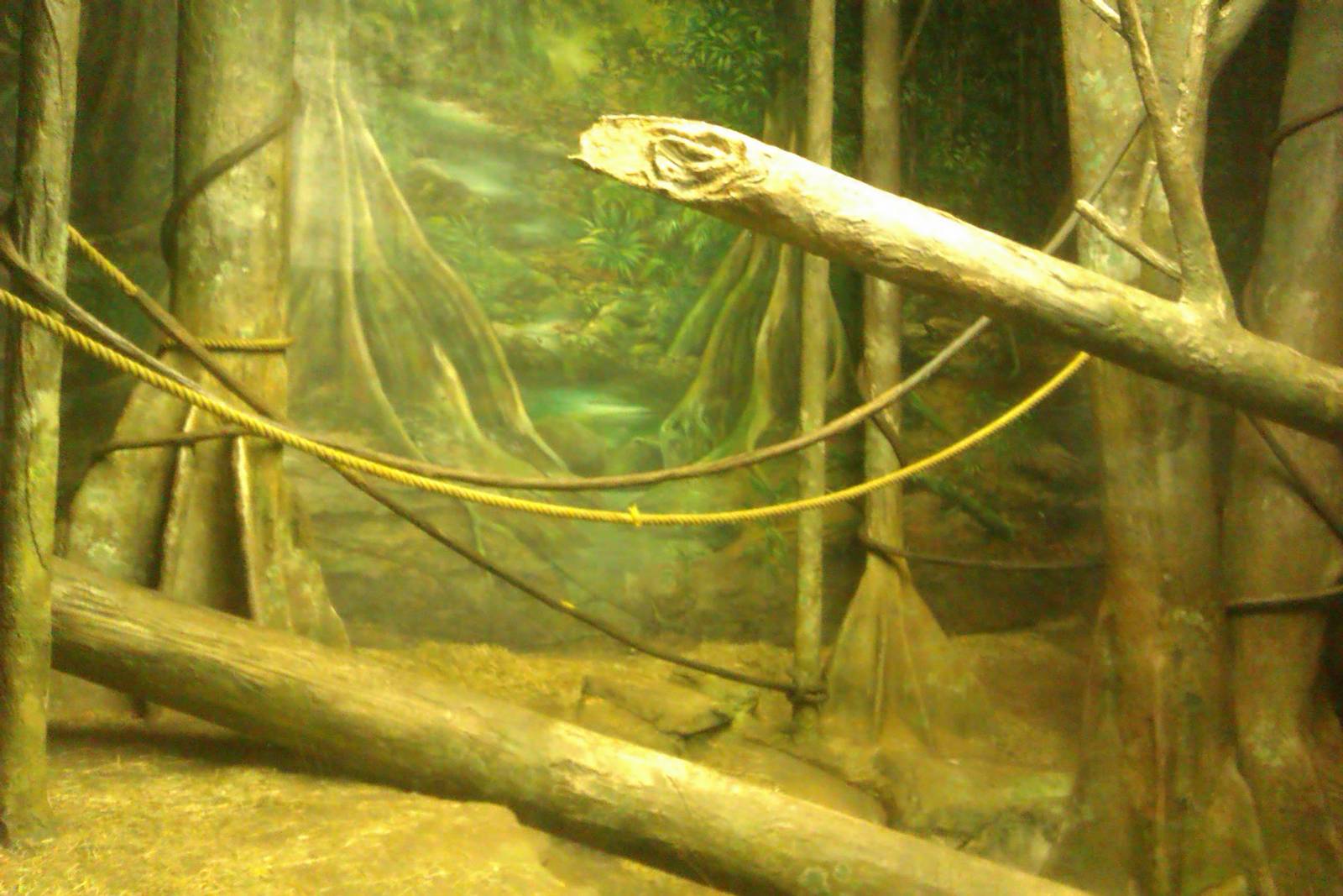 indoor Orangutan Exhibit