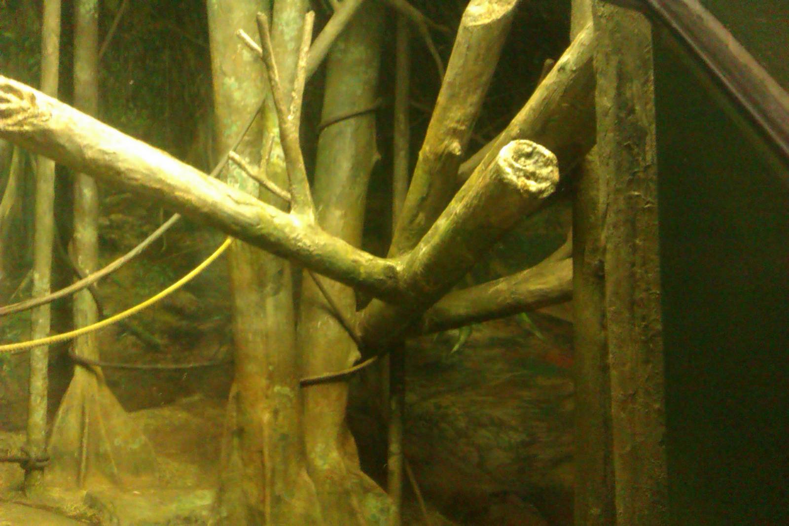 indoor Orangutan Exhibit