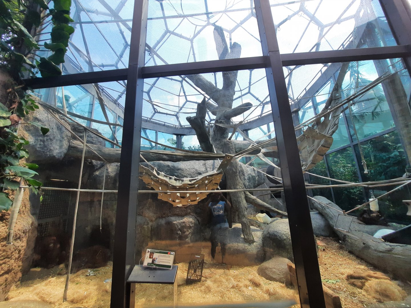 Indoor Orangutan Exhibit