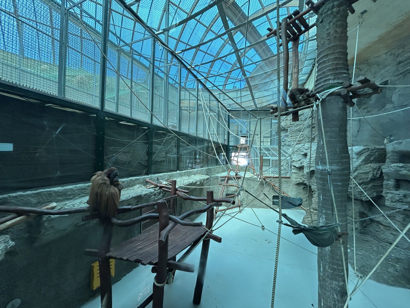 Indoor Orangutan Exhibit