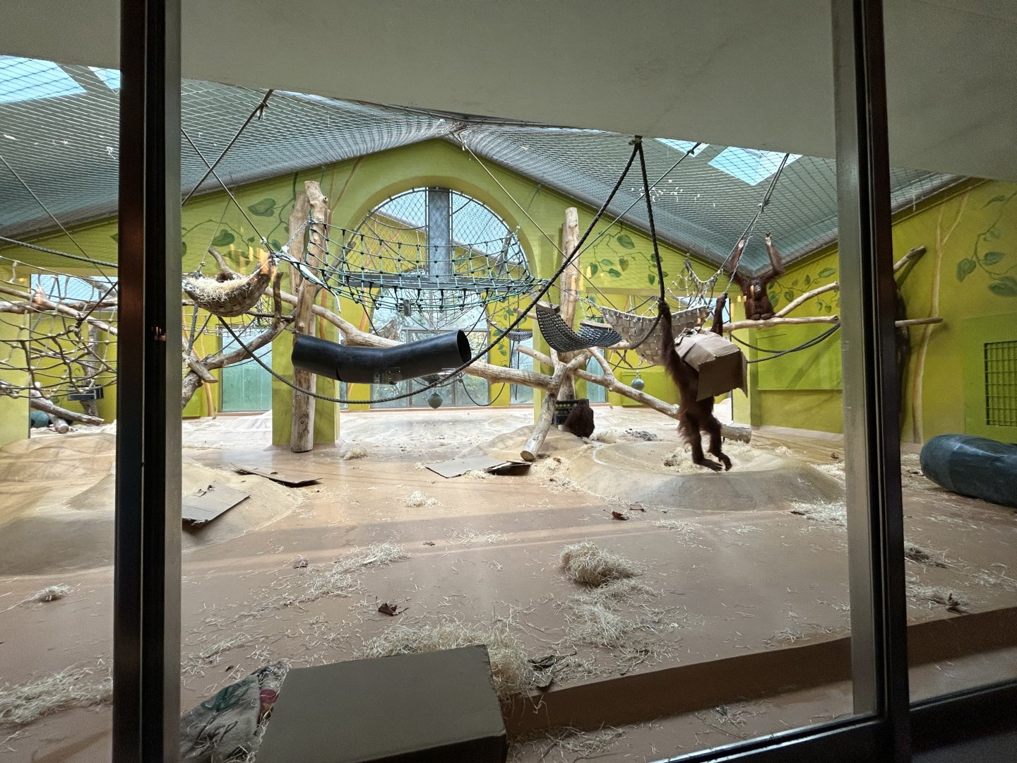 Indoor Orangutan Exhibit