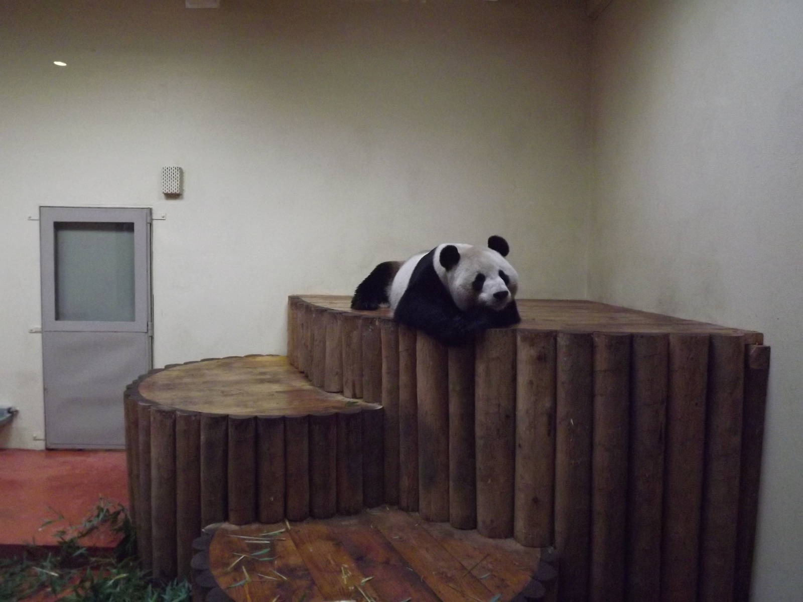 Indoor panda area at Edinburgh Zoo 28/12/11
