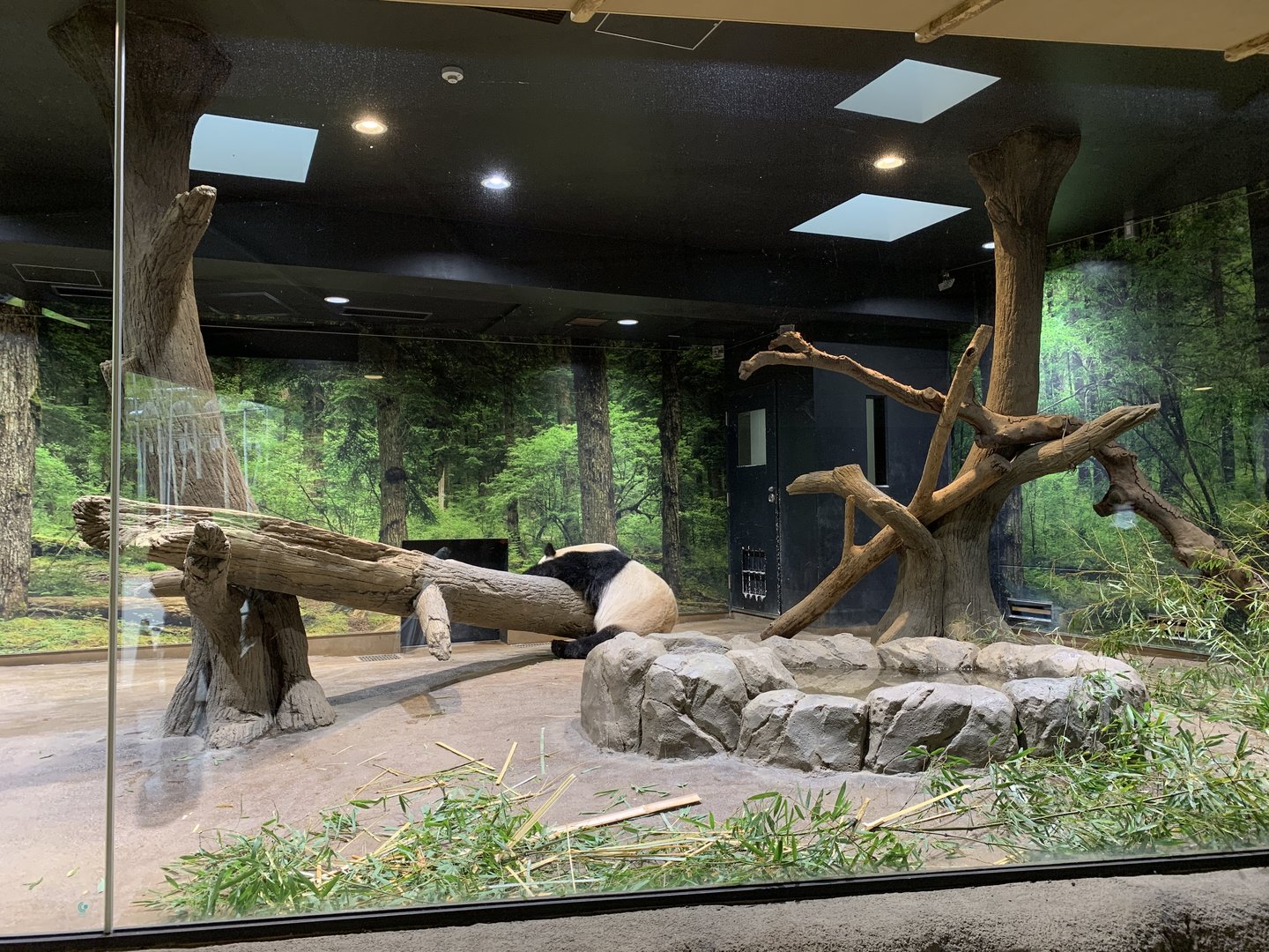 Indoor Panda Viewing