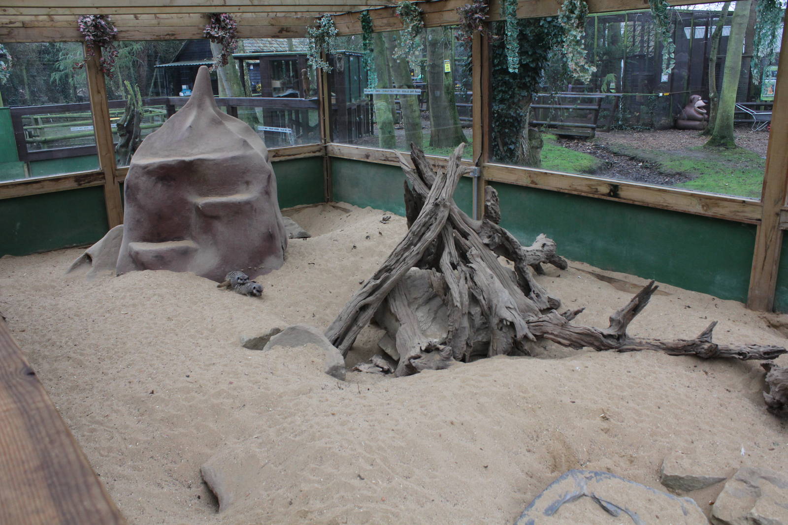 Indoor part of Meerkat enclosure 1-1-15