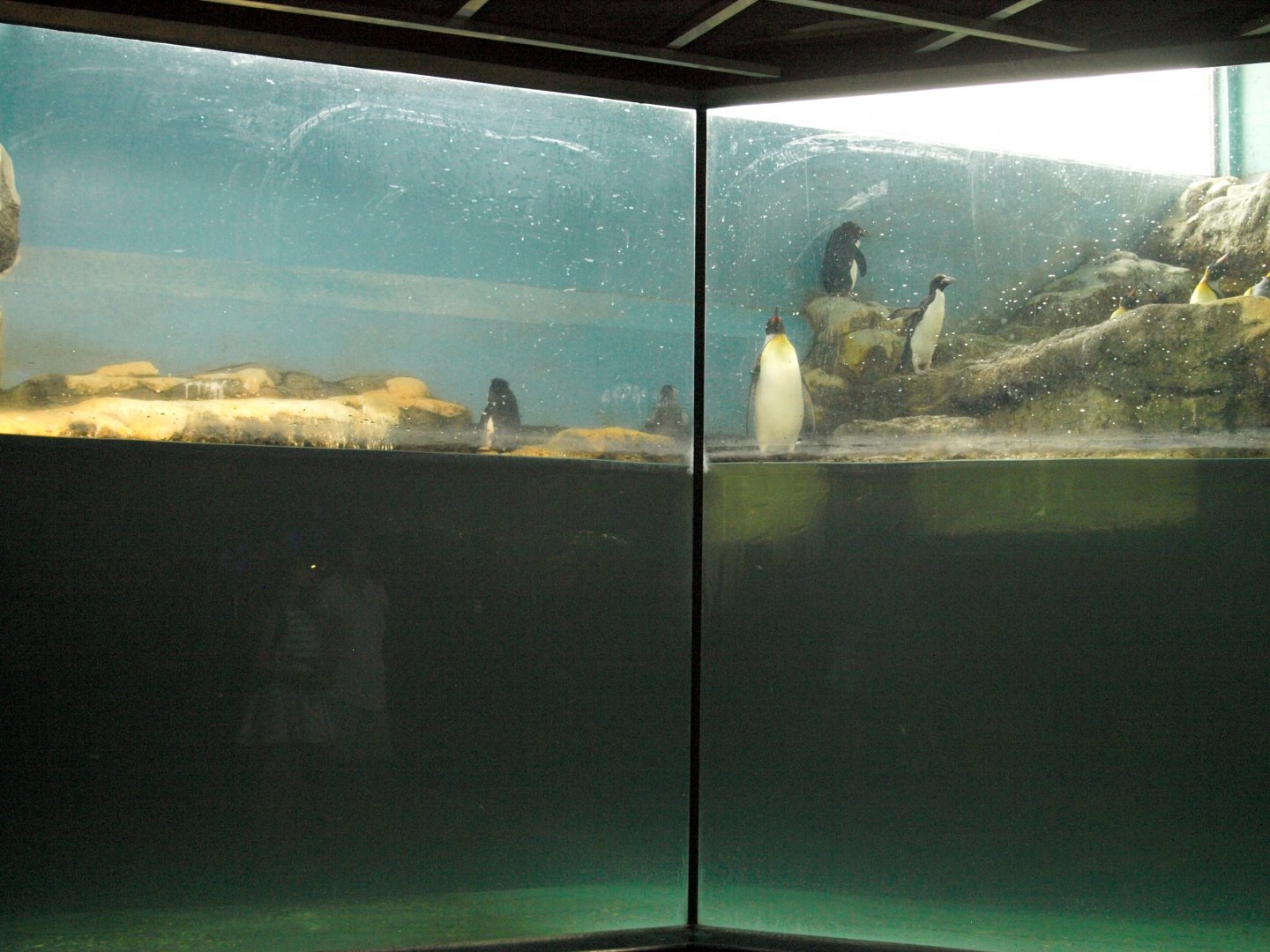 Indoor penguin enclosure