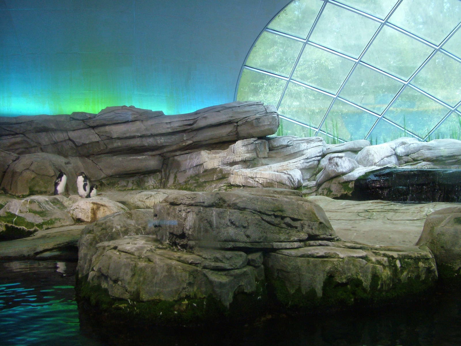 Indoor Penguin Exhibit at Berlin Zoo, 31/08/11