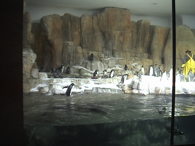 Indoor Penguin Exhibit