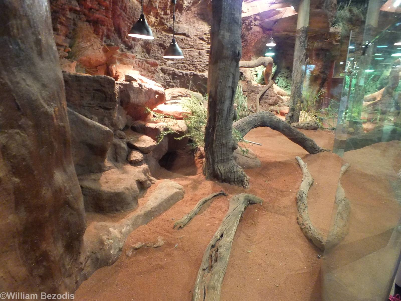 Indoor Perentie Enclosure