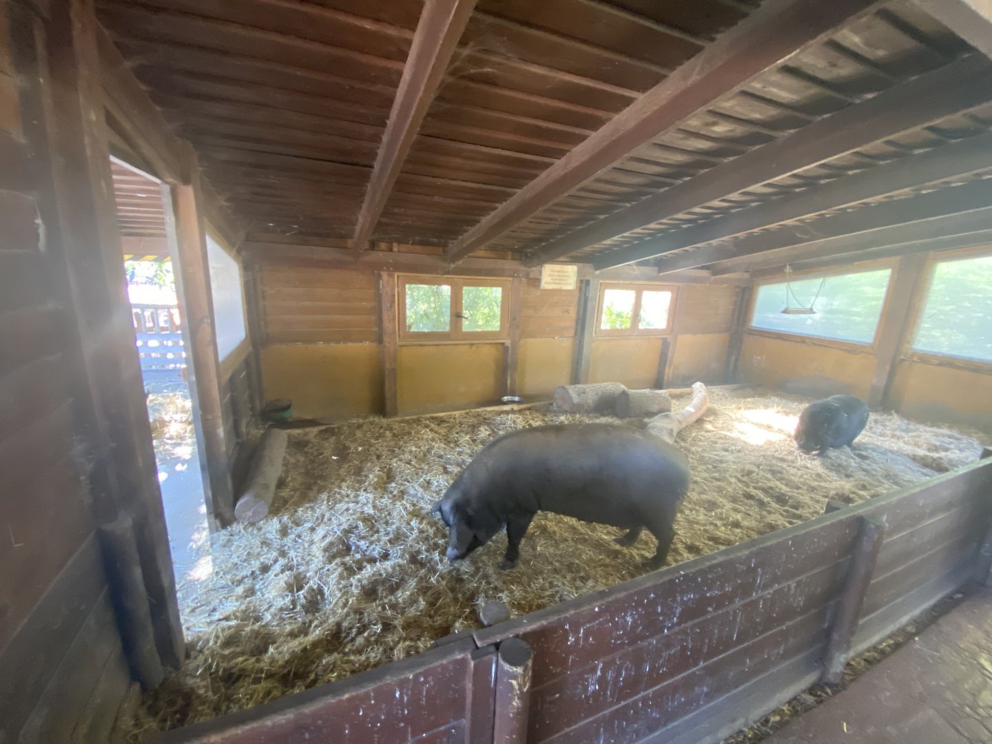 Indoor pig enclosure