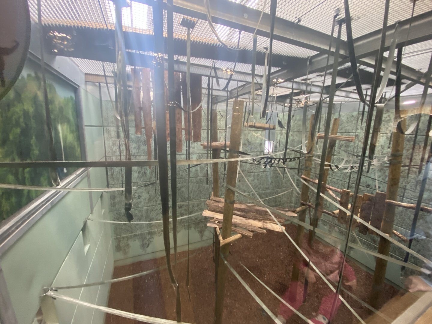 Indoor Pileated gibbon enclosure