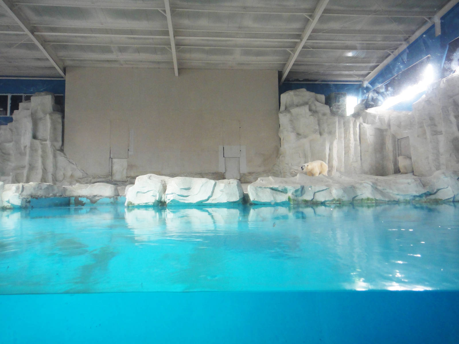Indoor polar bear exhibit