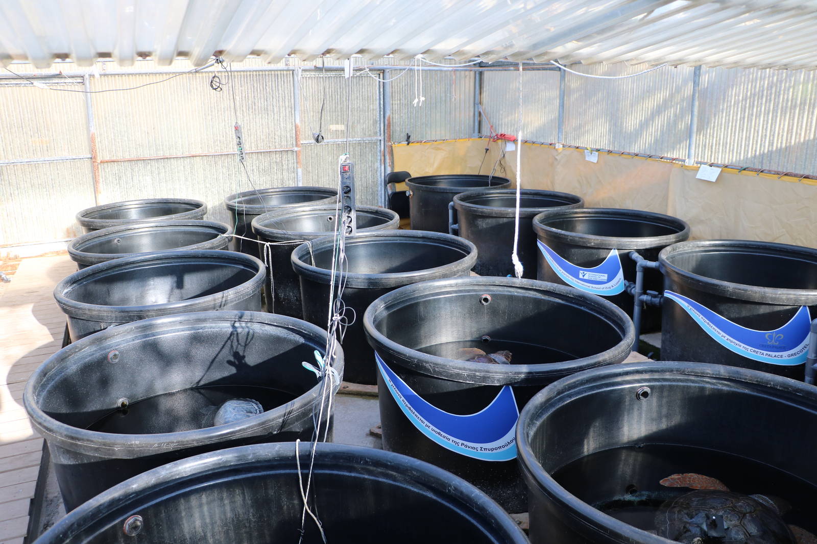 Indoor pools - Sea Turtle Rescue Centre, February 2016