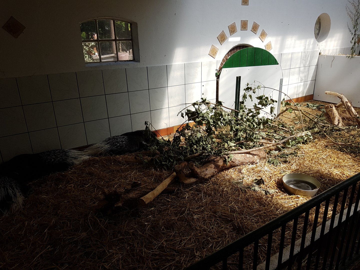 Indoor porcupine-enclosure