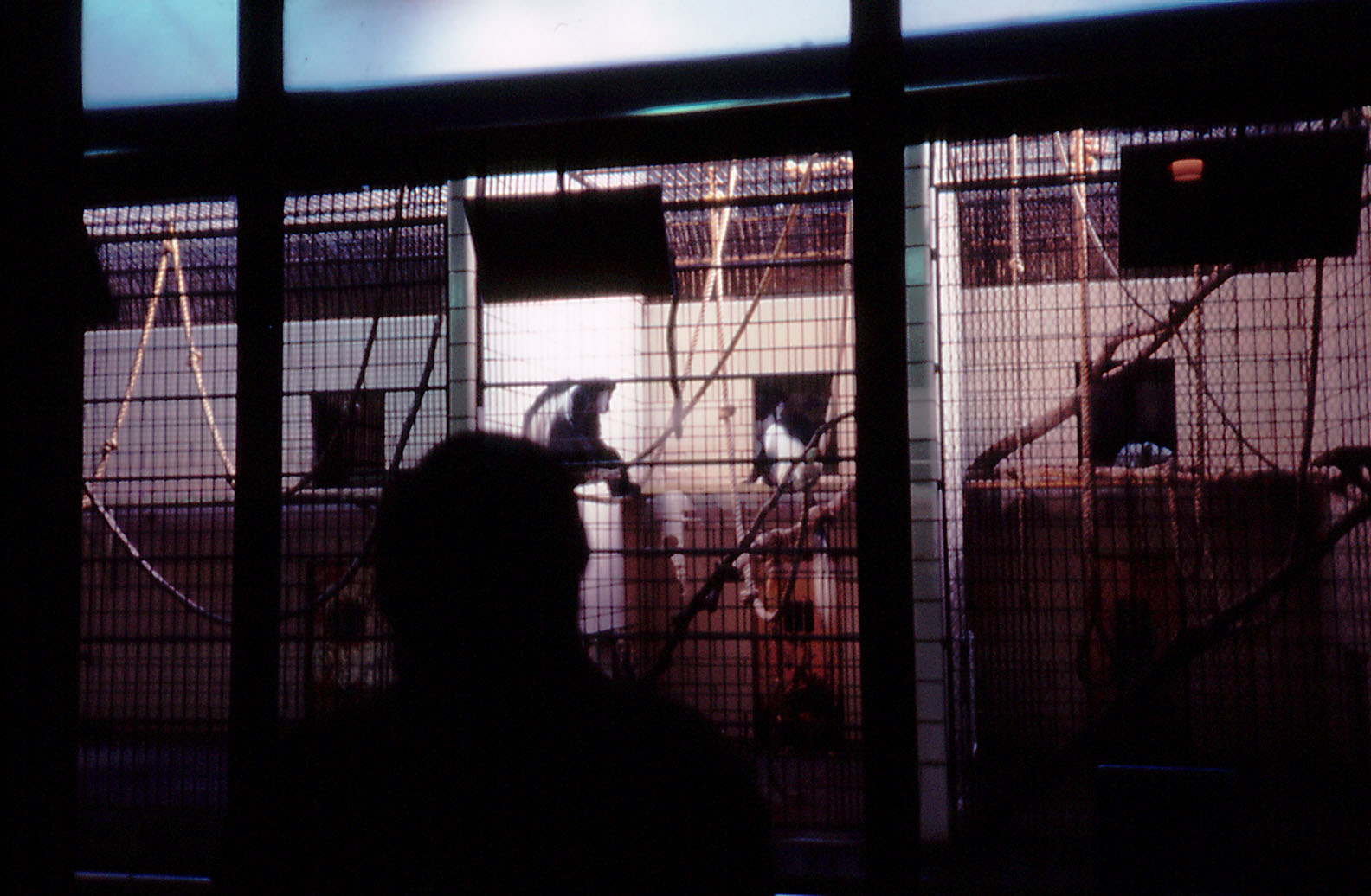 Indoor primate cages - 1987
