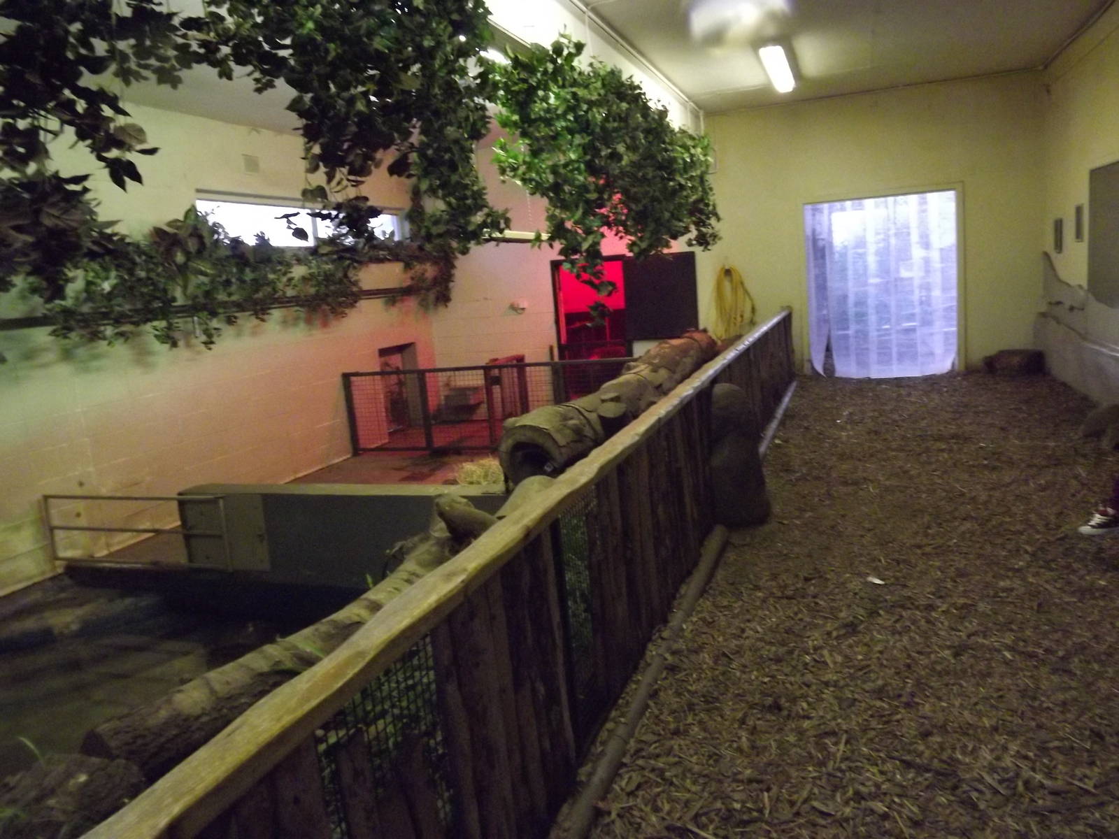 Indoor pygmy hippo exhibit at Edinburgh Zoo 28/12/11