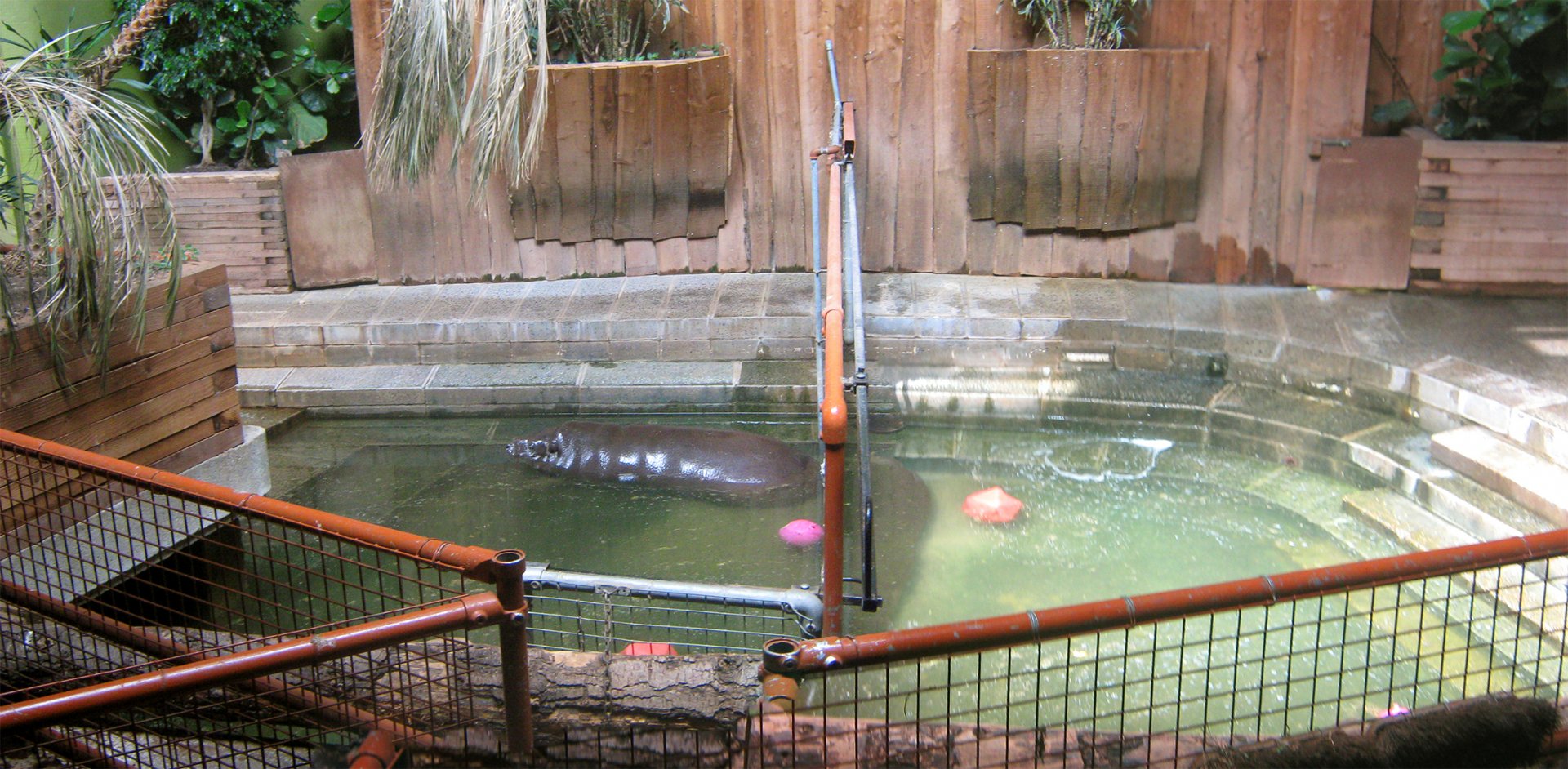 Indoor Pygmy Hippo Exhibit