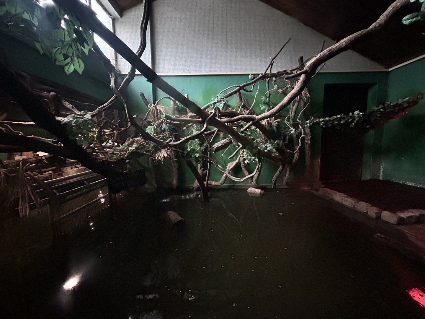 Indoor Pygmy Hippo Exhibit