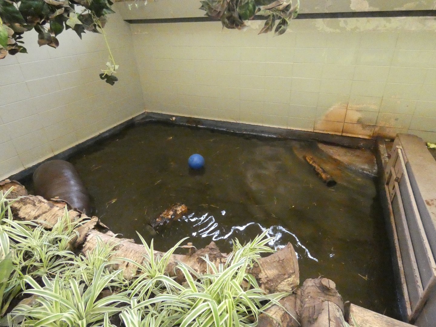 Indoor pygmy hippo pool