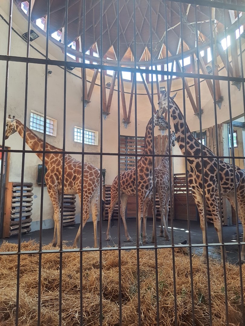 Indoor quarters for Giraffe