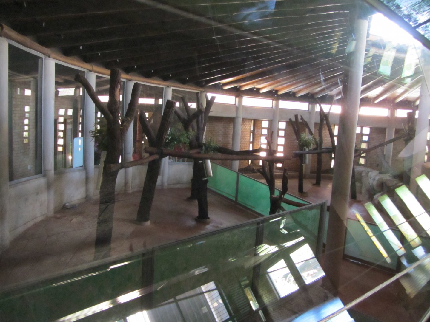 Indoor Queensland Koala Exhibits