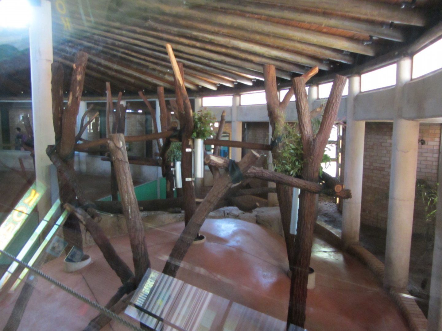 Indoor Queensland Koala Exhibits