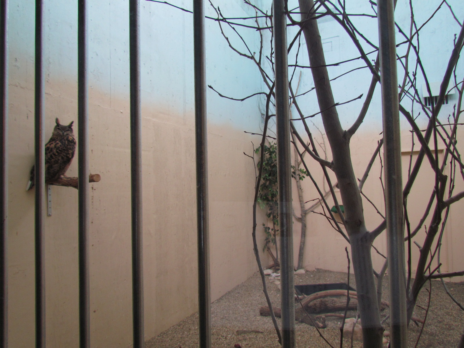 Indoor Raptor Mews - Eurasian Eagle-Owl