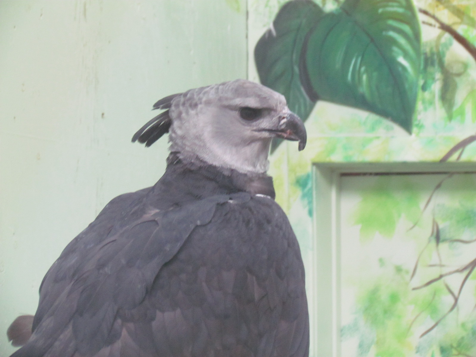 Indoor Raptor Mews - Harpy Eagle